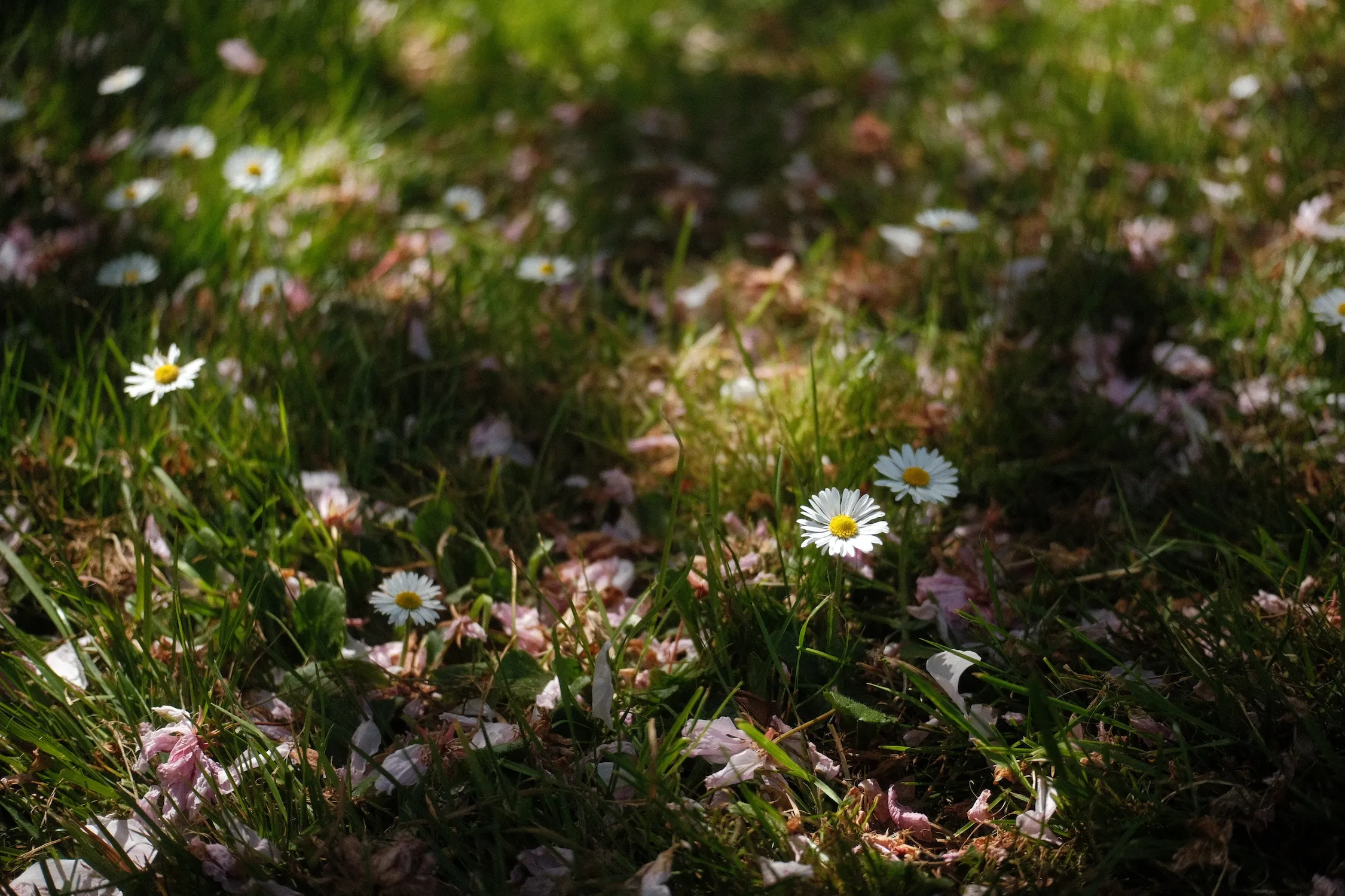 Daisies and fallen blossom in low spring sunlight on the lawn at The Friars, Aylesford